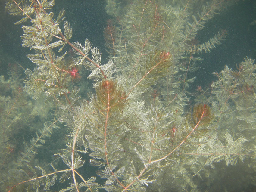 Myriophyllum spicatum